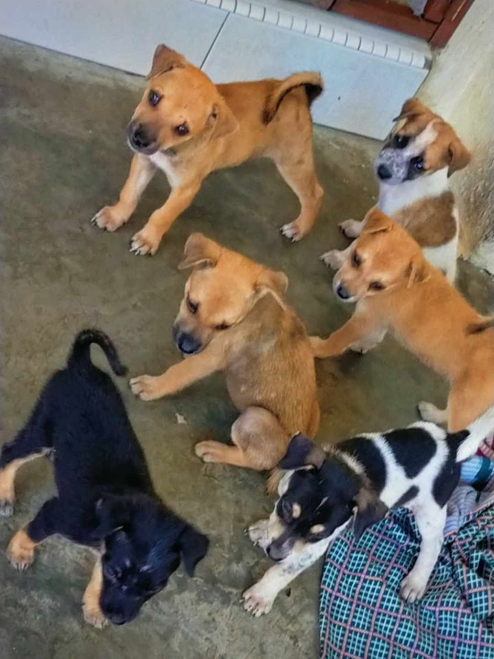 Puppies Available For Free Adoption In The Kampar,..