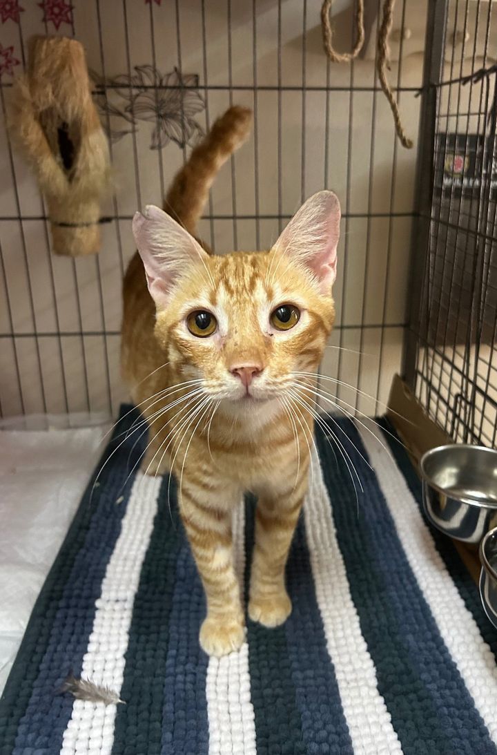 Meet Leo, The Coolest "Mini Tiger" In Town This La..