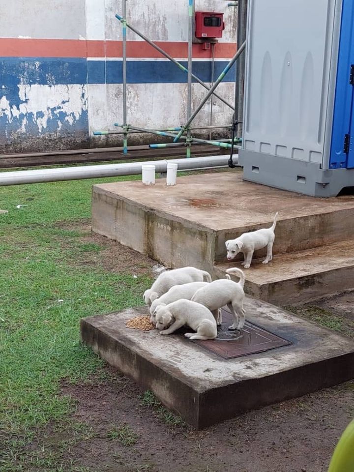 Motherless Puppies At The Kuantan Port Area. Any K..