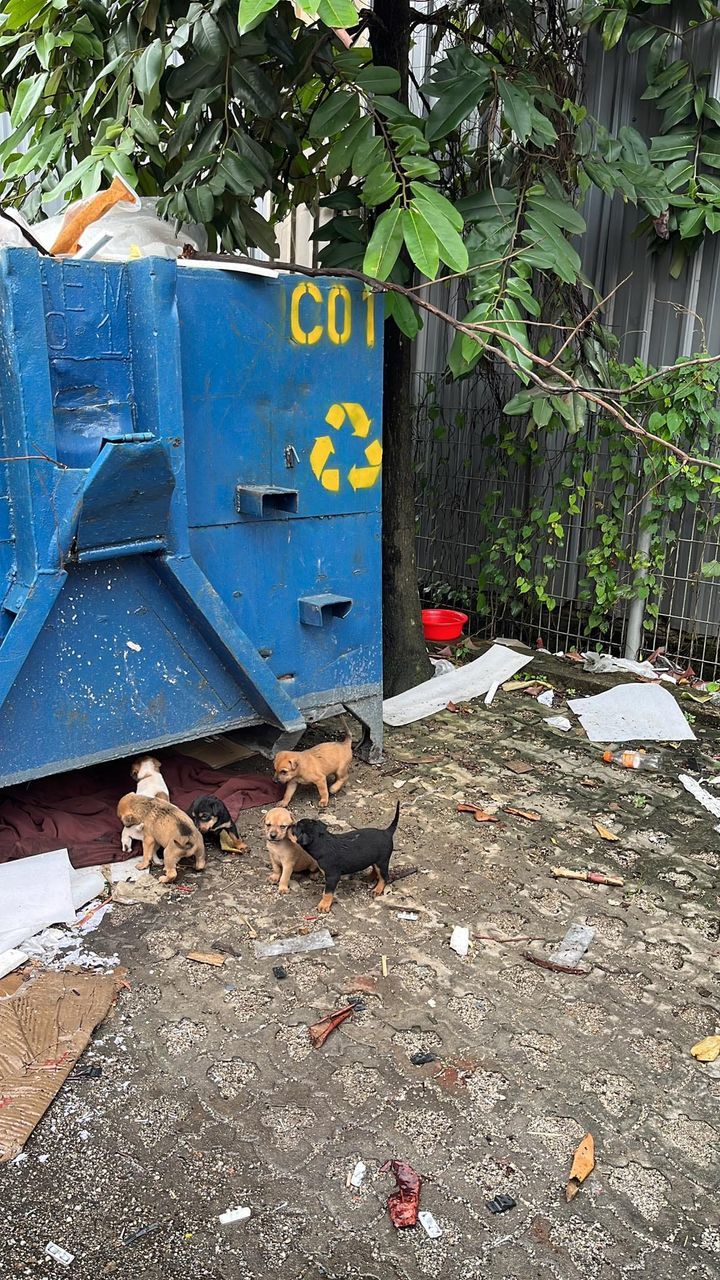 Please Help To Share As The Puppies Currently In S..