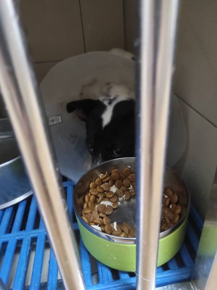 The Two Dogs That Were Dumped Outside Gasing Vet H..