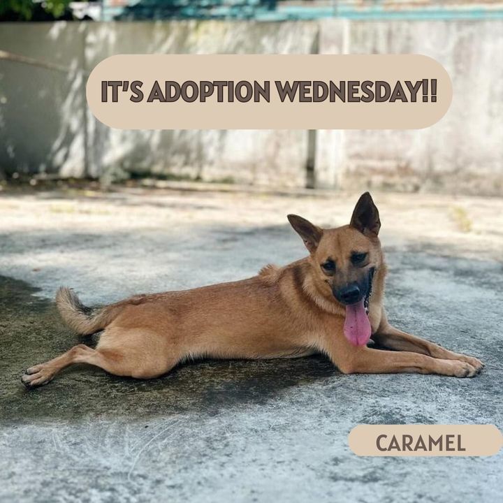 Adoption Wednesday. Name Wonderful Caramel. Why Ne..