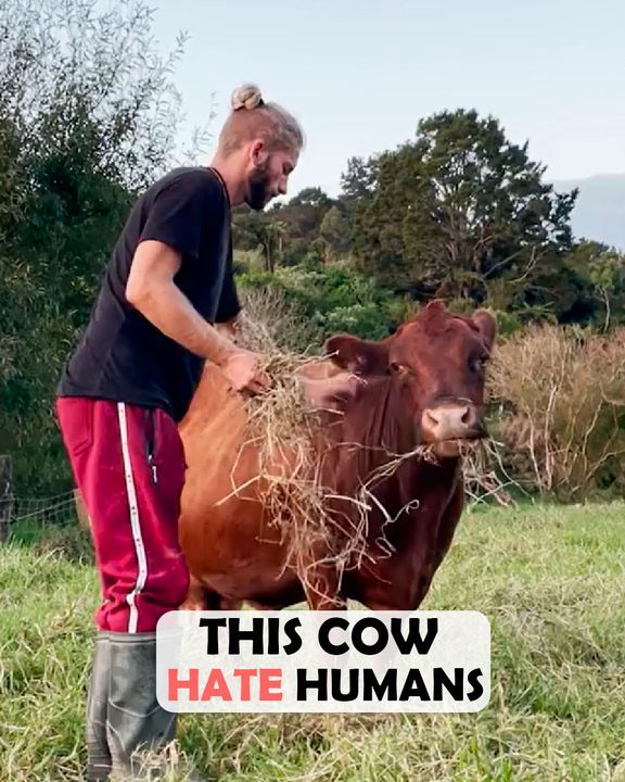 â€œi Didnâ€™t Expect A Cow To Behave Like Thisâ€. Quirky Cow Leaves Everyone Speechless