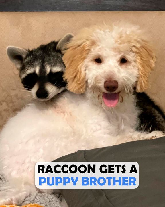 Raccoon Thinks Puppy Is His Baby And Begs For Cuddles