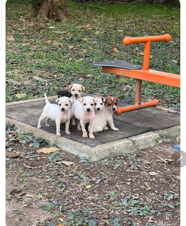 Can Someone Foster These Puppies Until Our Next Ad..