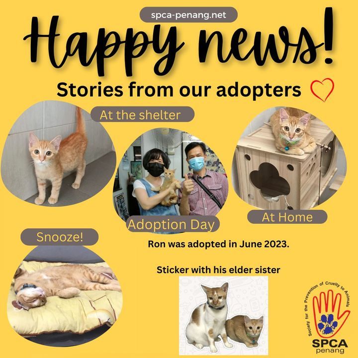 Happy News Time Our Adoption Families Have Been Se..