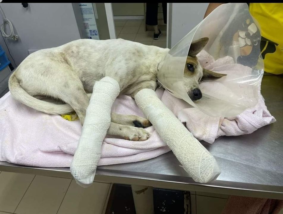 Dear All,. Bandit’s Surgery Has Been Completed At ..