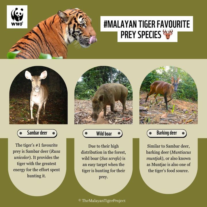 Dyk That A Single Malayan Tiger Typically Needs To..