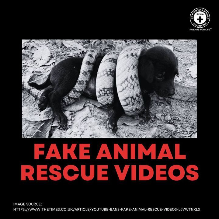 Beware Of The Darker Side Of Online Animal Rescue ..