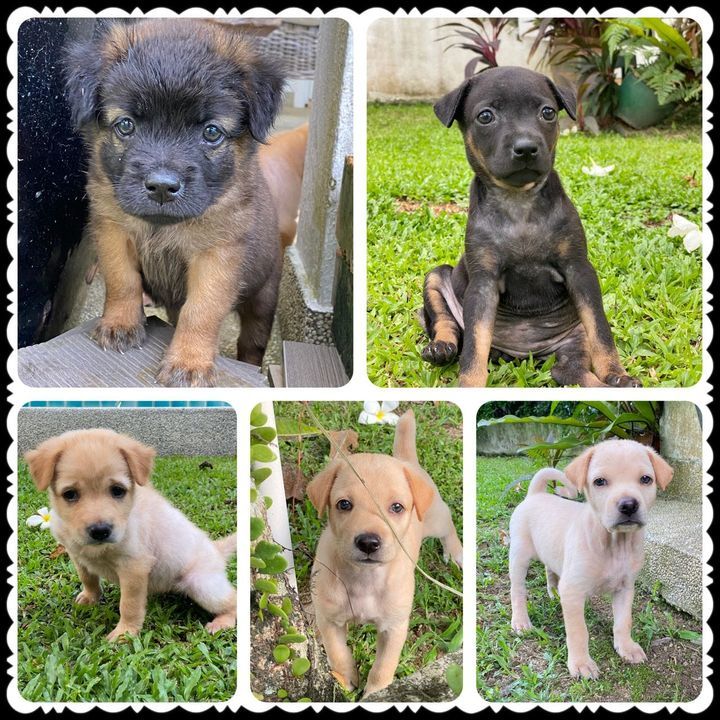 Sharing On Behalf Of A Rescuer In Kl. 5 Puppies Ar..