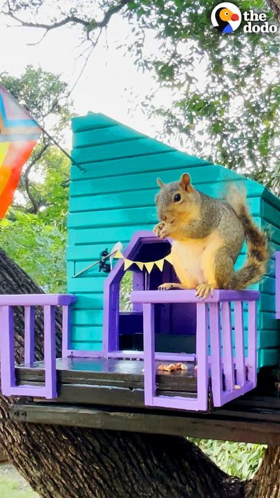 Squirrel Would Play In These Women’s Backyard So They Build Her A Treehouse!