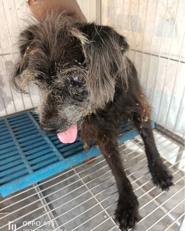 Update Dog Collected By Owner. This Senior Male Do..