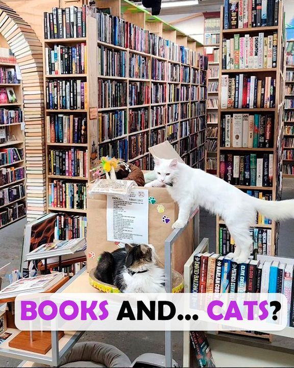 Fluffy Cat Rules The Bookstore And Heâ€™s Cute Enough To Get Away With It