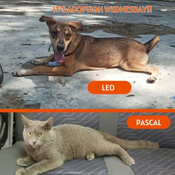 Adoption Wednesday. Name Gentle Leo And Lazy Pasca..