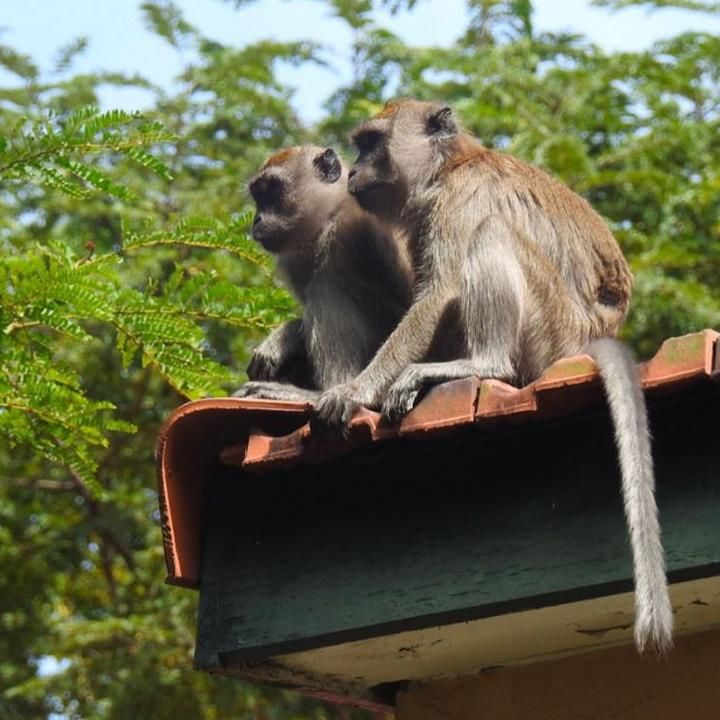 Fostering Coexistence: Nurturing Wildlife Harmony At Nus