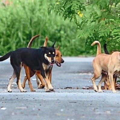 Stray Dog Hunt By Local Council Draws Flak From Dog Lovers And Public