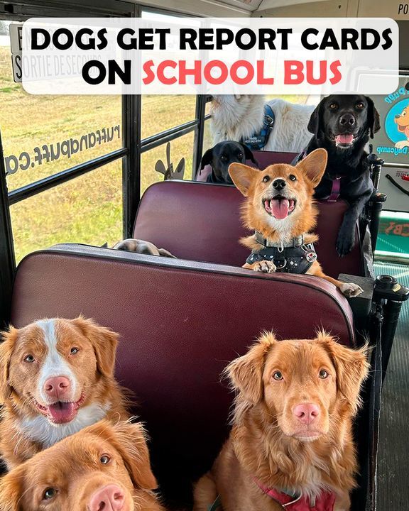 Every Morning These Pups Canâ€™t Wait To Hop Onto Their Very Own School Bus