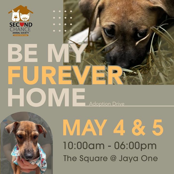 Join Our Upcoming Adoption Event On 4-5 May The Sq..