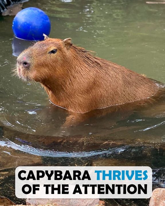 Sassy Capybara Shines In Forever Home