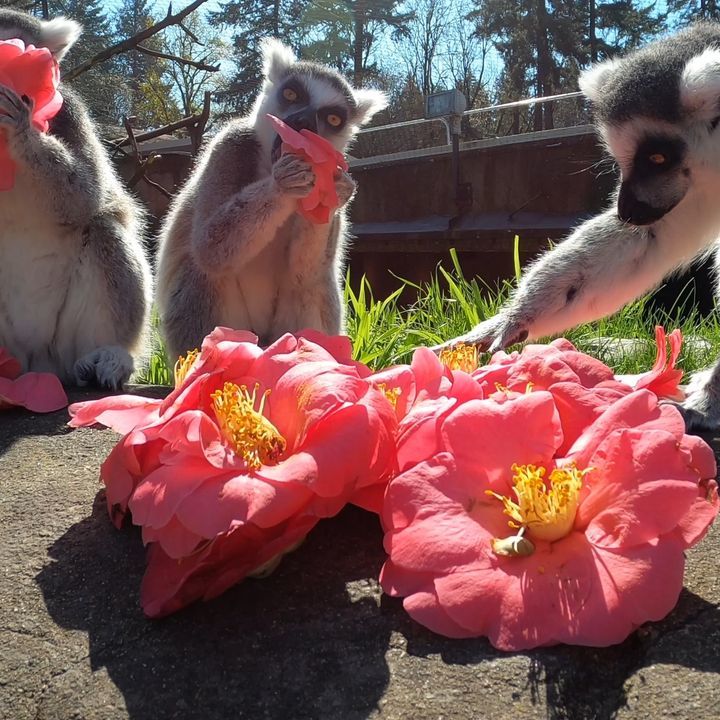 Curious Lemurs Eat Spring Flowers