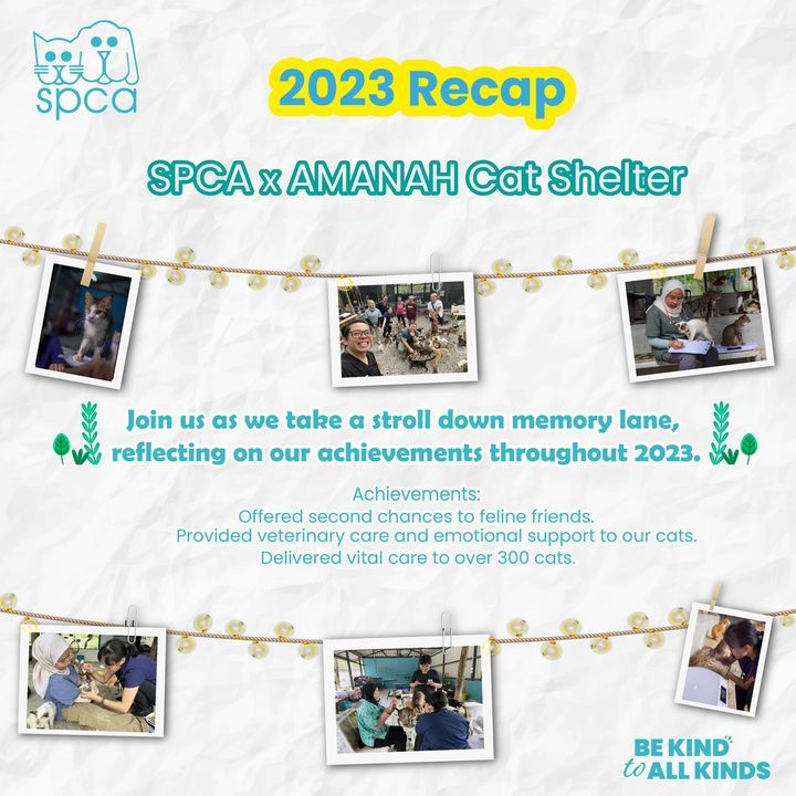 Transforming Lives, One Purr At A Time. With Amana..