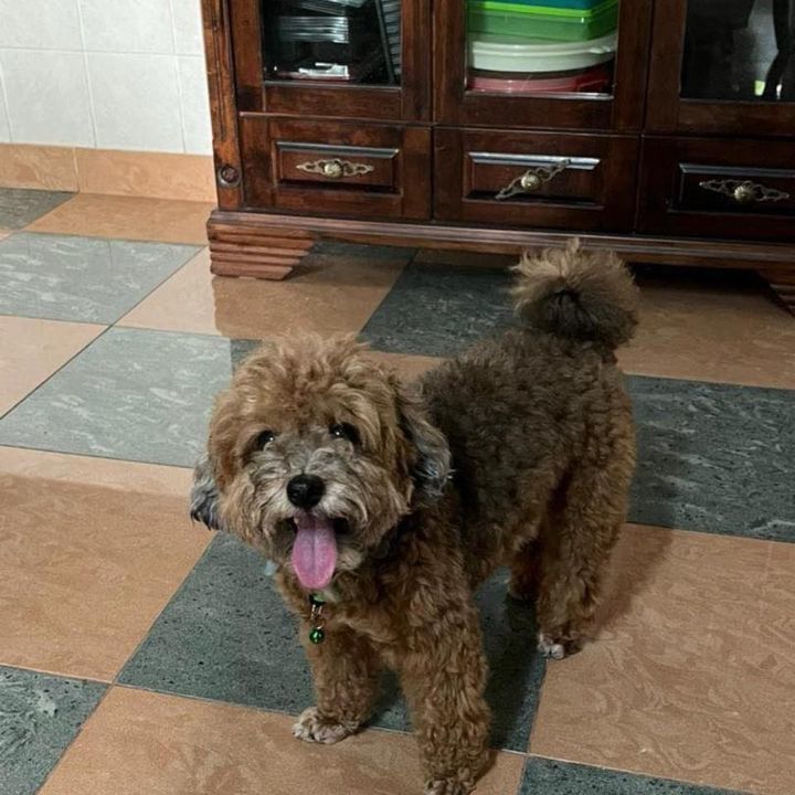 Lost Dog. Urgent. Dog Is Poodle, Green Bell Over T..