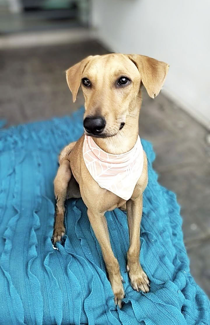 I’m Toffee, A 10-Month-Old Vizsla Mix Boy Ready To..