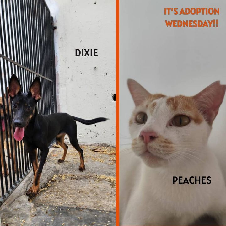 Adoption Wednesday. Names Dixie Peaches. Why Deser..