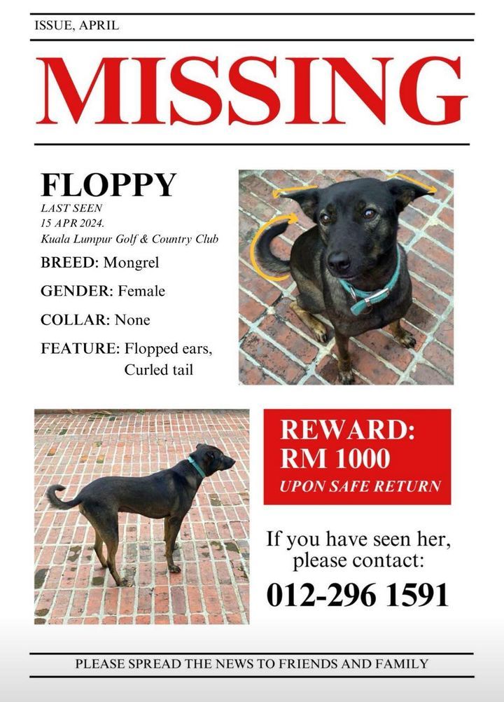 Our Dearest Floppy Has Gone Missing, Please Look O..