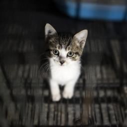 Selangor Veterinary Services Dept: Investigation Paper Opened On Case Of Kitten Set On Fire In Kajang