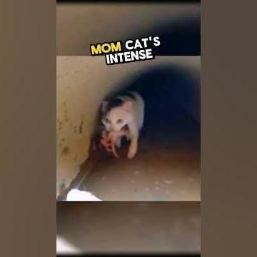 This Heroic Mom Cat Saved Her Kittens From A Flooded Drainpipe ðŸ¥¹ðŸ’• #wholesome