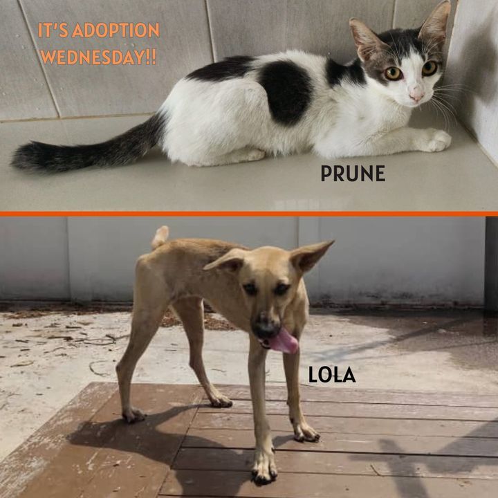 Adoption Wednesday. Names Prune Lola. Why Deserve ..