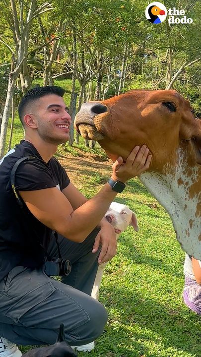 Dodo Producer Goes To Colombia To Meet A Very Special Cow In Person