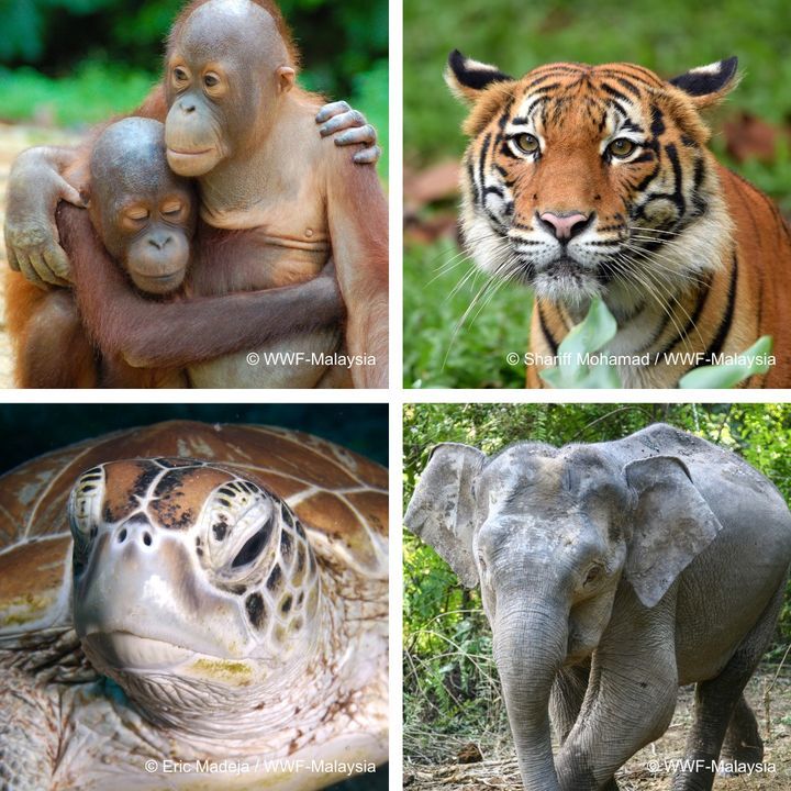 Today Is Endangered Species Day, A Day To Reflect ..