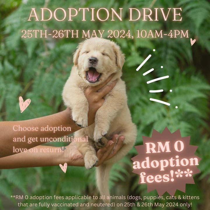 Join Our Adoption Drive. Looking For A Furry Frien..
