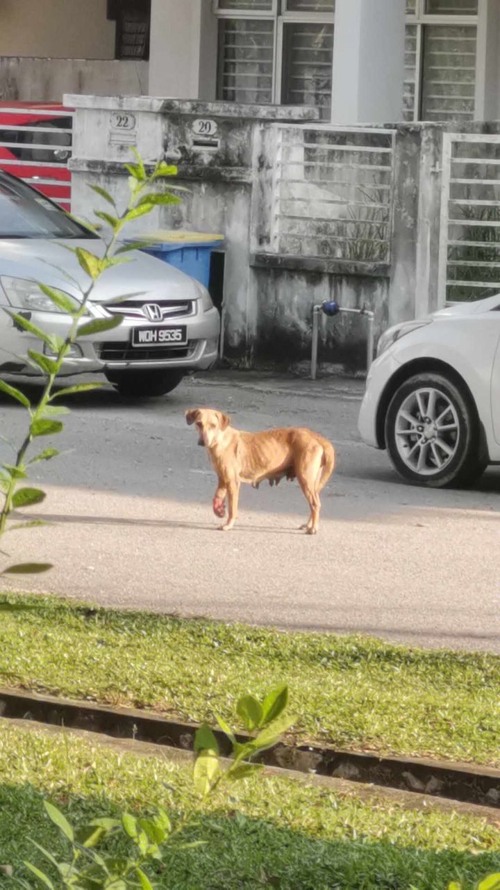 Hi There, I Found A Dog With Injured Leg. Anyone C..