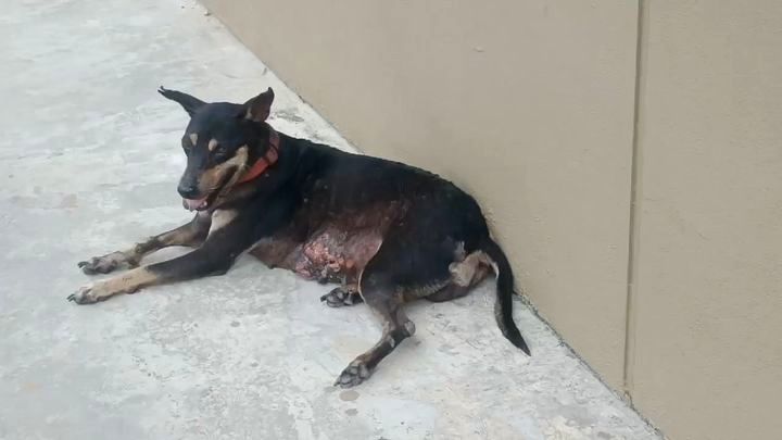 This Dog Is In Bad Condition. Location Dewan Shari..