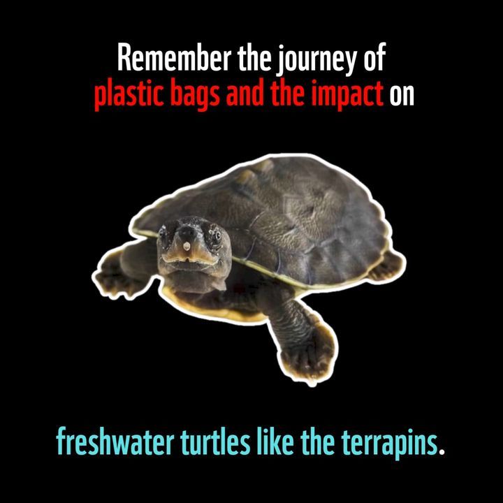 Today, On Worldturtleday, Let’s Celebrate Our Fres..