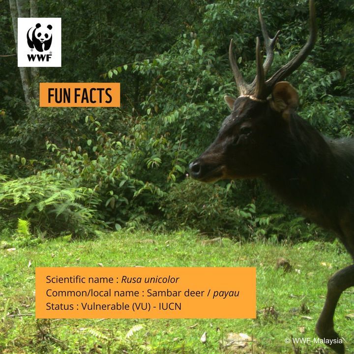 Lets Learn About The Sambar Deer, The Largest Deer..