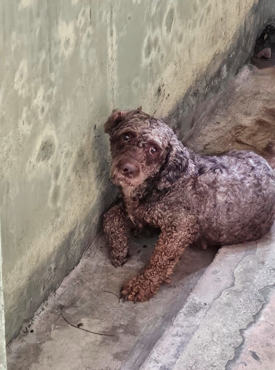 Dog Likely Poodle Or Poodle Mix Wandering At A Con..