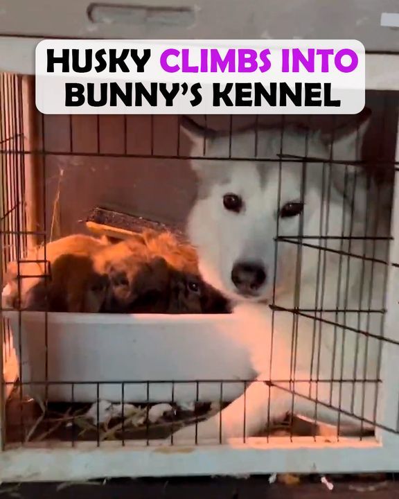 Shy Husky Climbs Into Bunny Bestieâ€™s Kennel Daily