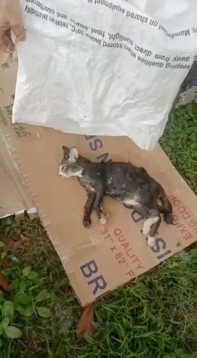 Desak Polis Siasat Segera Jenayah Bunuh Kucing Secara Bungkus Kucing Dalam Guni Berikat Dan Lempar Ke Sungai