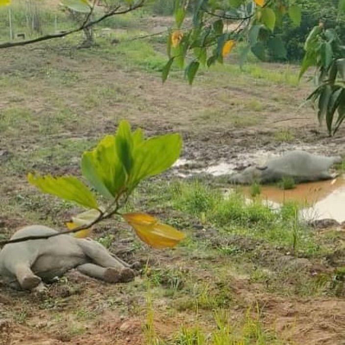 6 Ekor Gajah Termasuk Yang Masih Muda Dilaporkan M..