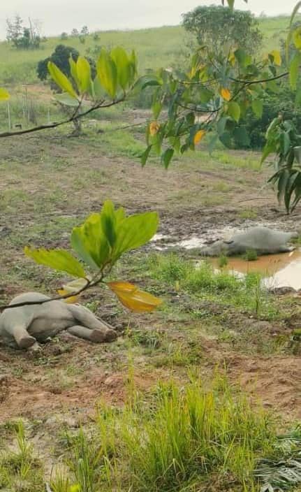 4 Ekor Gajah Termasuk Yang Masih Muda Dilaporkan M..