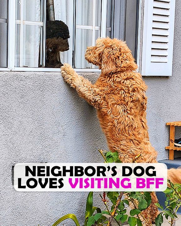 Velcro Pup Is Always Looking Out His Window For His Bff To Arrive