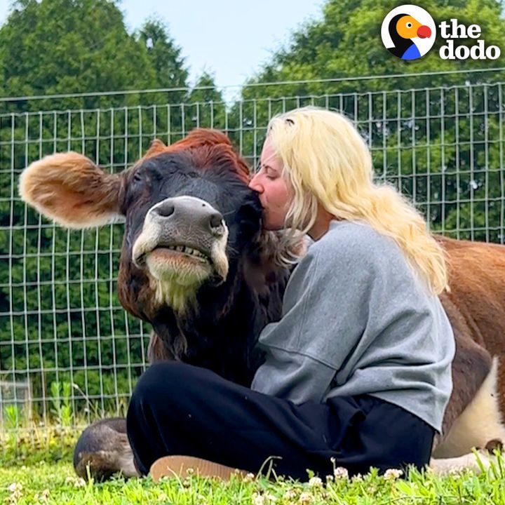 19-Year-Old Blind Cow Loves To Hug Her Dad