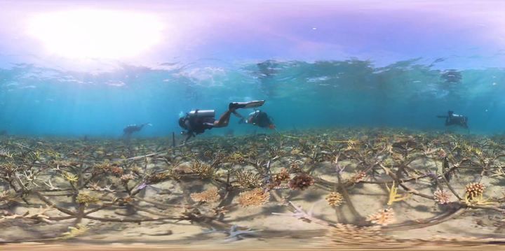 Interactive World Reef Day Video Alert Explore The..