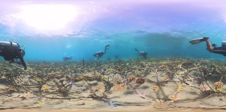 ðŸ‘€interactive World Reef Day Video Alert: â˜explore The 360Â° Video With Your Finger