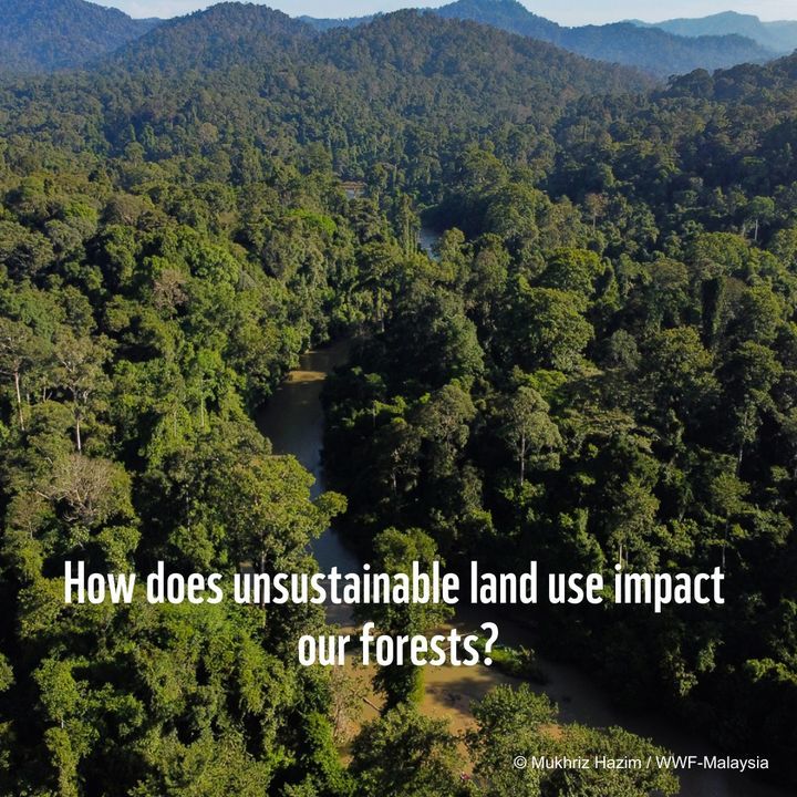 Our Rainforests Play A Critical Role In Supplying ..