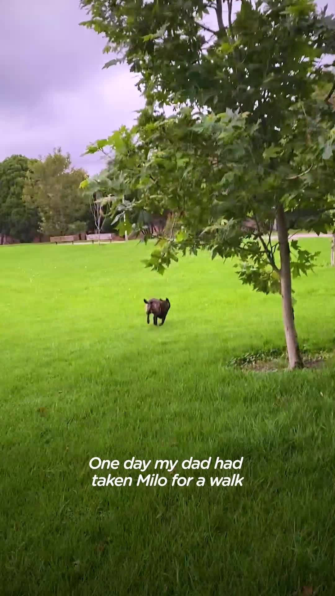 Dog Finds An Injured Parrot And They Become Best Friends